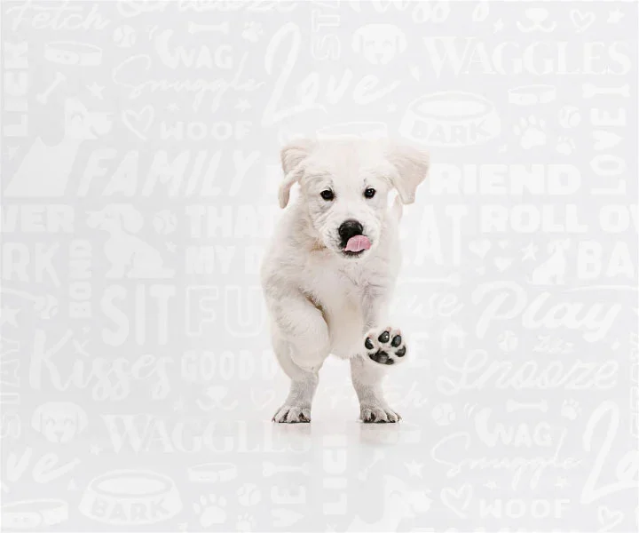 White fluffy puppy walking, representing Waggles' trusted breeder sourcing standards