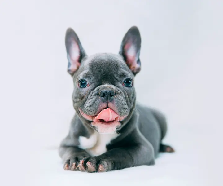 Gray French Bulldog puppy lying down, representing Waggles' pillars of care