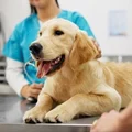 Golden Retriever puppy being examined by a veterinarian