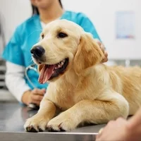 Golden Retriever puppy being examined by a veterinarian